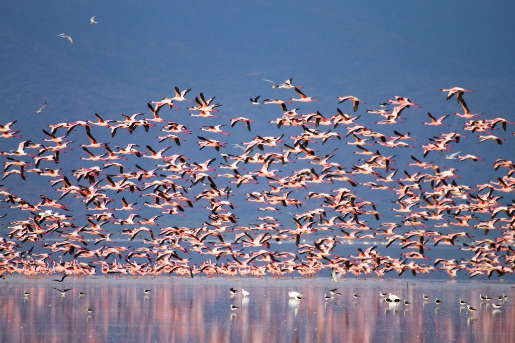 A large flock of flamingos flying over a calm lake with mountains in the background. Lake Manyara