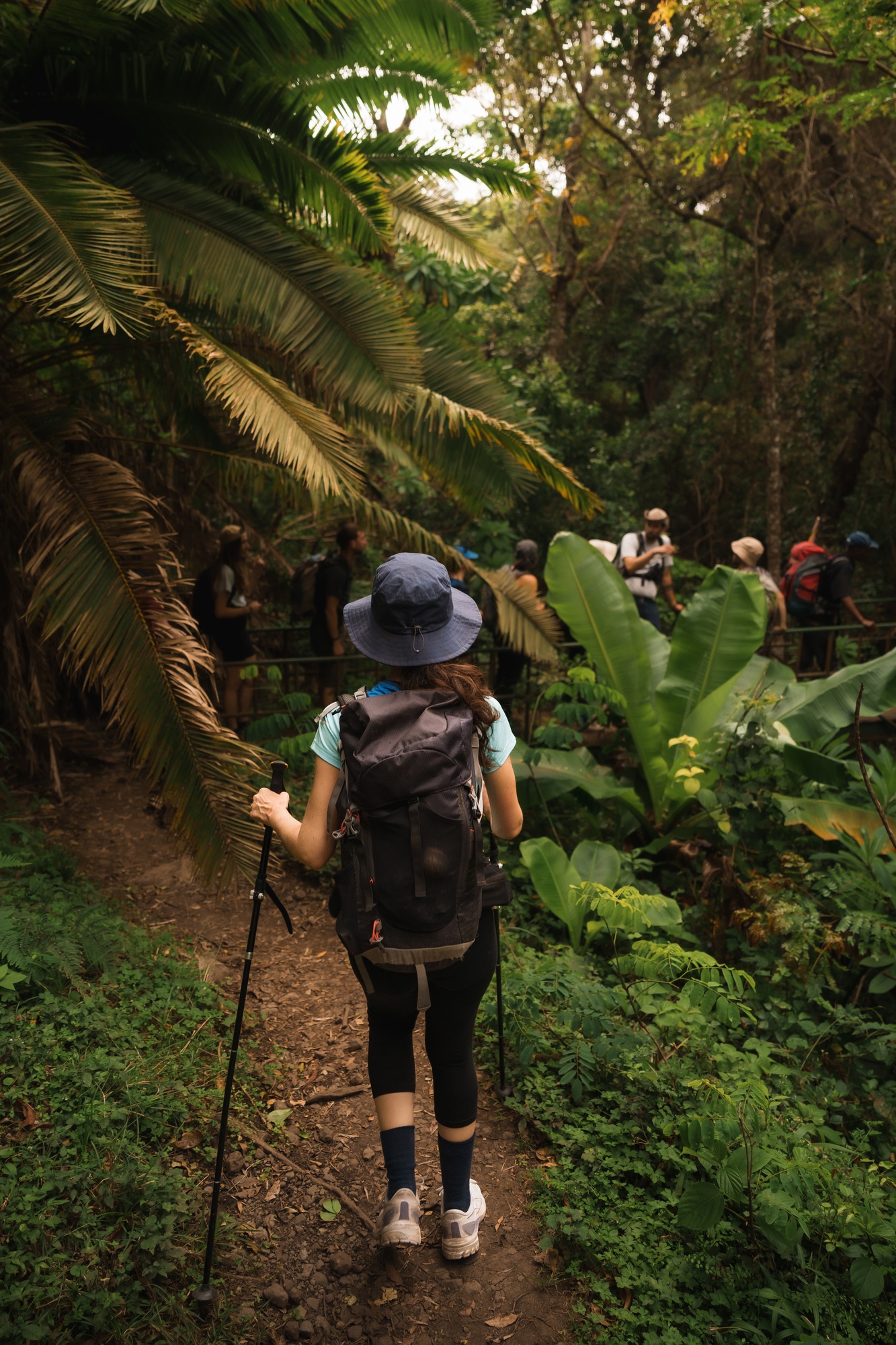 Tourist hiking in rainforest trail on mount meru, tanzania
