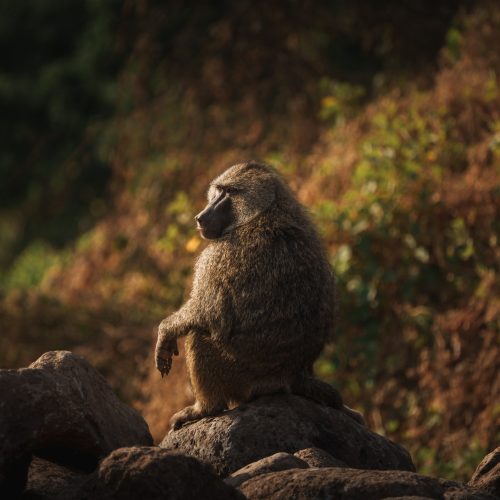 Baboon sitting on rocks in lake manyara national park