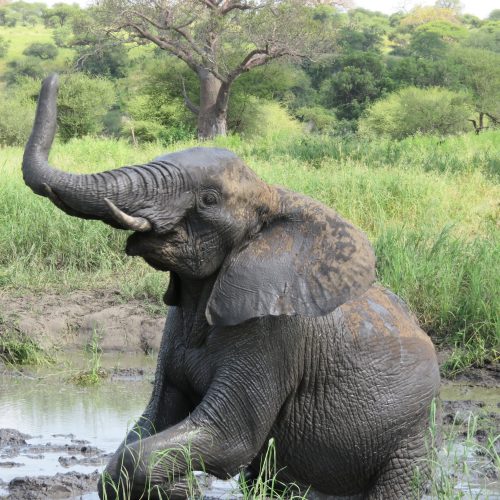 Closeup shot of an elephant playing near a mud pond in a field in Tarangire, Tanzania