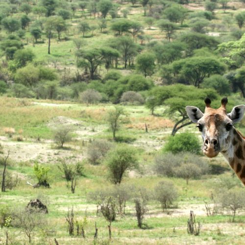 Giraffe - Tarangire National Park. Tanzania, Africa