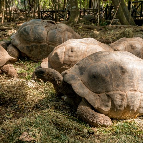 large turtle in tortoise island, Zanzibar