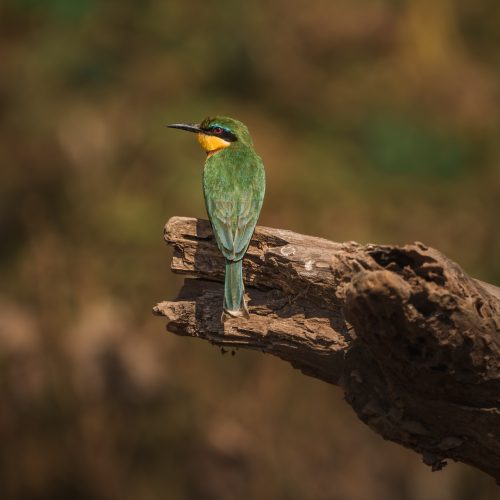 Little bee-eater perched on a branch in lake manyara national park