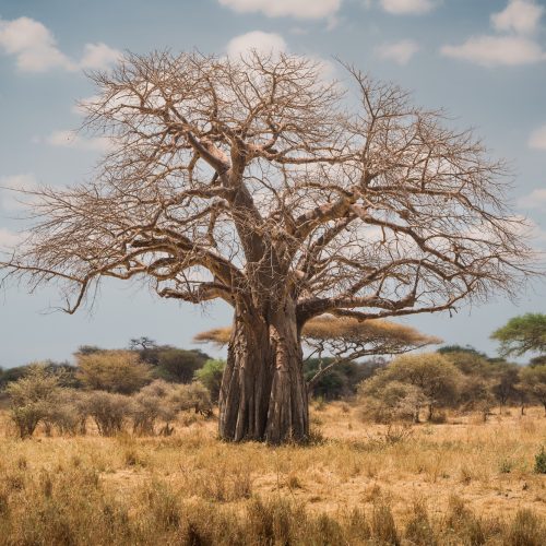 Majestic baobab tree dominating the african savannah in tarangire national park, tanzania