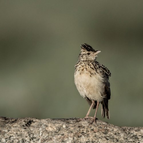 Passerine in Serengeti National Park