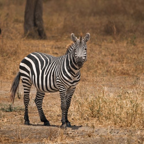 Plains zebra standing in tarangire national park, tanzania