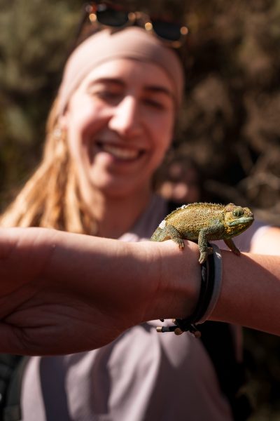 Smiling tourist holding chameleon on mount meru, tanzania