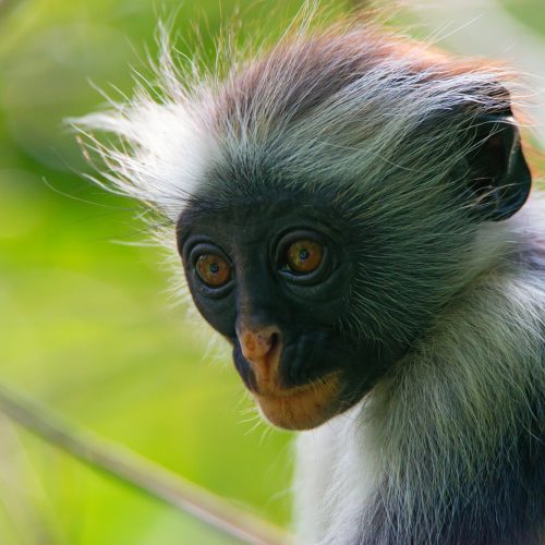 Zanzibar red colobus
